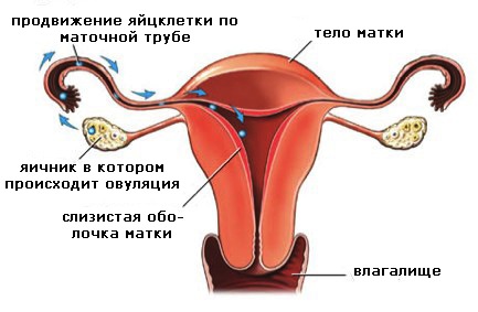 овуляция