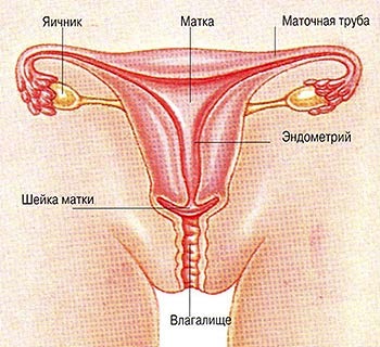 забеременеть перед месячными