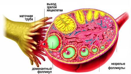 Овуляция женщины