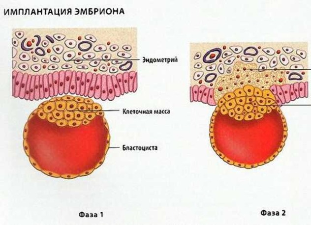 Самый опасный период при ЭКО - имплантация плодного яйца