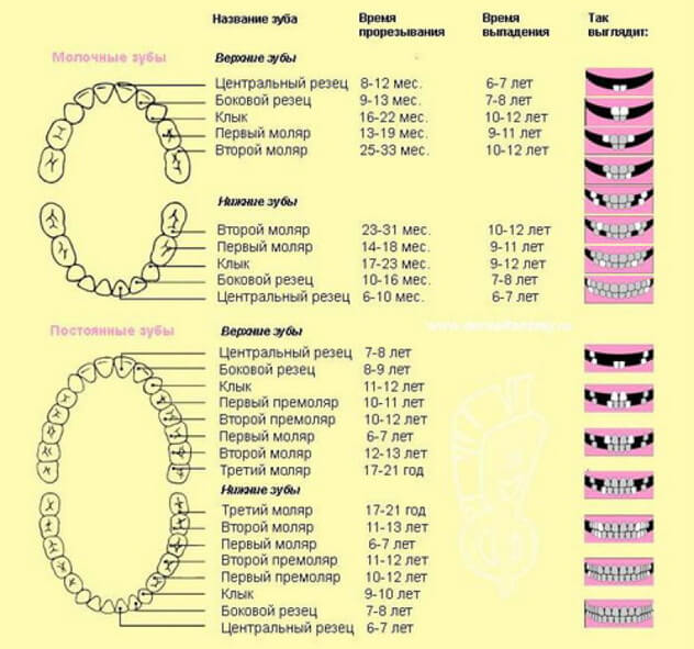 график появления зубов