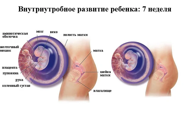 желтое тело при беременности