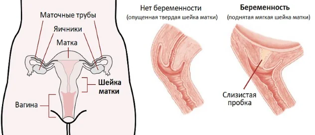 шейка матки