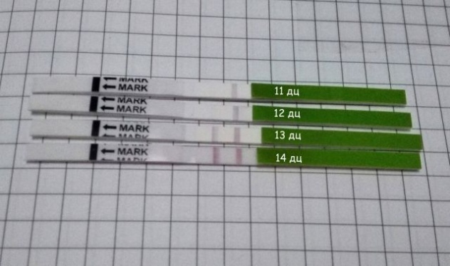 тесты на овуляцию в динамике