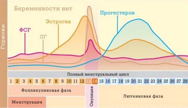 фазы менструального цикла