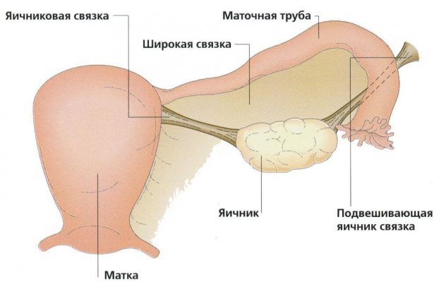 Строение внутренних половых органов