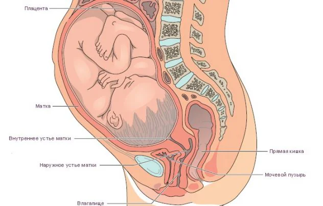 Боли в промежности на поздних сроках беременности обусловлены возросшим давлением плода