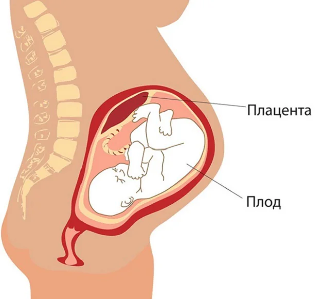 плацента по задней стенке