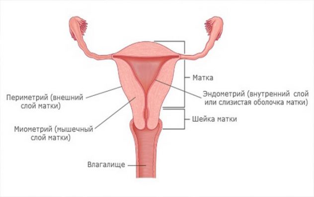 Эндометрий при беременности