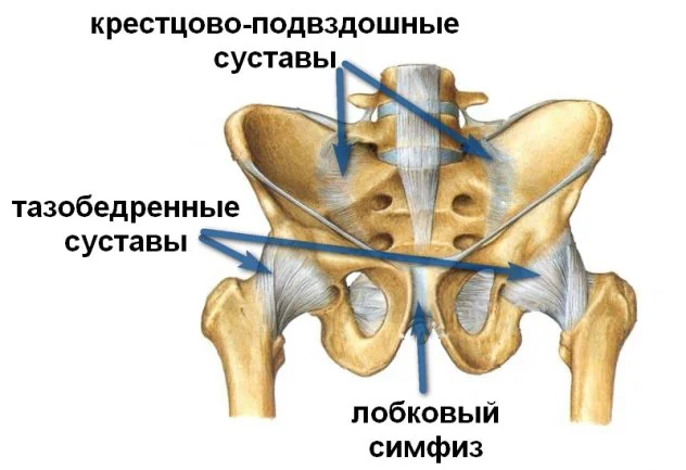 Расхождение лонного сочленение - причина болей в лобковой кости при беременности