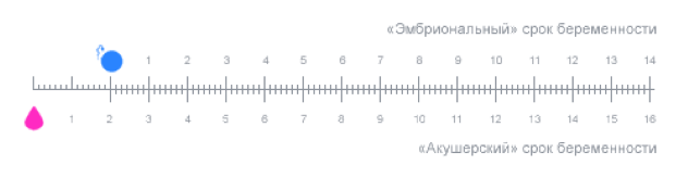 расчет срока первой беременности