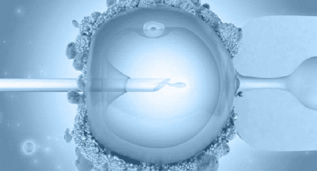 оплодотворение яйцеклетки при коротком проколе ЭКО