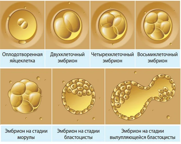 имплантация эмбриона