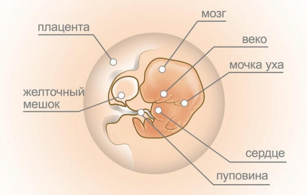 Зародыш на 7 неделе беременности