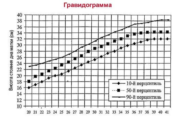 гравидограмма с размерами матки при беременности